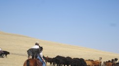 bj horseback